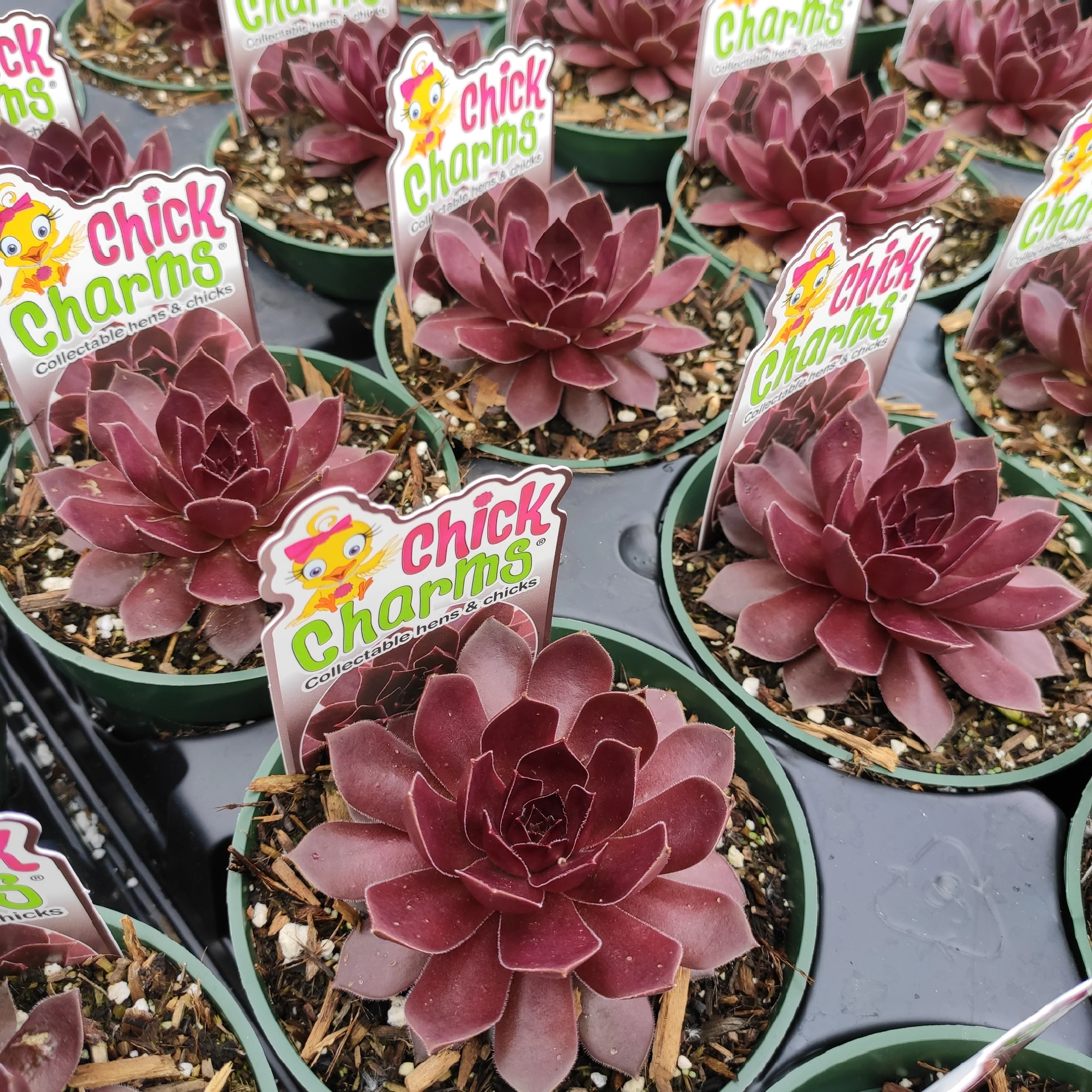 Sempervivum Chocolate Kiss