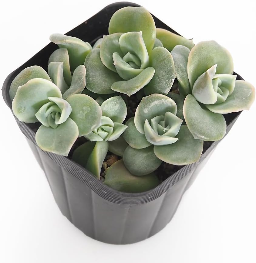 ITANSE Echeveria PARPSOLUM White Form 2.5-inch 1-piece Sold [Choose by Variety of Succulents] Beautiful White Skin