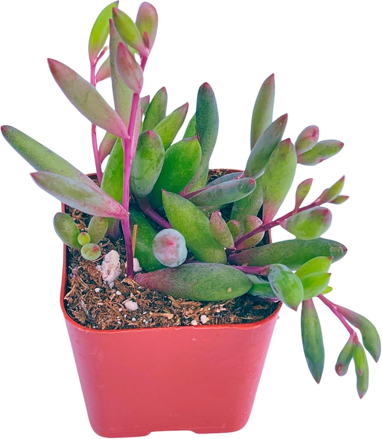 Succulents Plants Live 2inch Live Mini Succulent Plants, Easy Care House Plants Rooted in Succulent Soil Mix, By The Succulent Cult (Crassula Money Maker Variegated, 2 Inch)