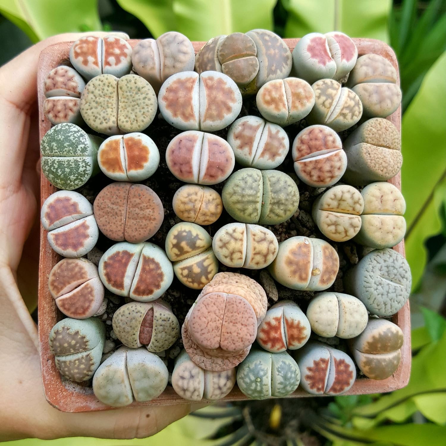 10-Piece Colorful Lithops Living Stones Collection – Rare Succulent Plants