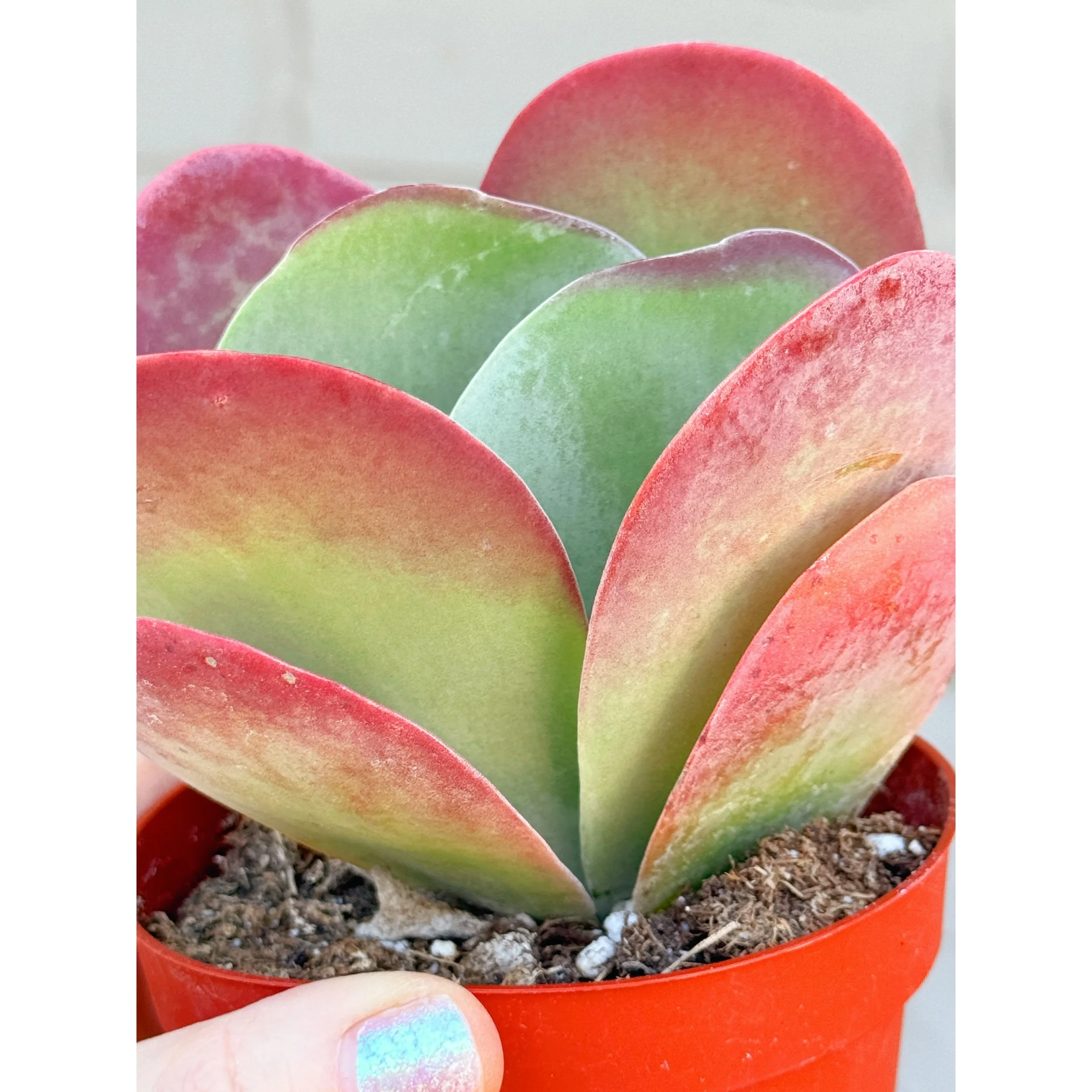 Kalanchoe Luciae Paddle Plant – Bold Architectural Succulent