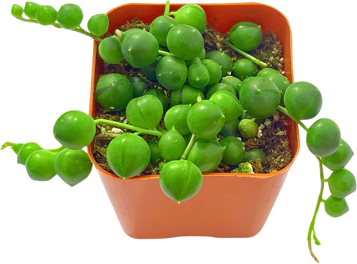 Succulents Plants Live 2inch Live Mini Succulent Plants, Easy Care House Plants Rooted in Succulent Soil Mix, By The Succulent Cult (Crassula Money Maker Variegated, 2 Inch)