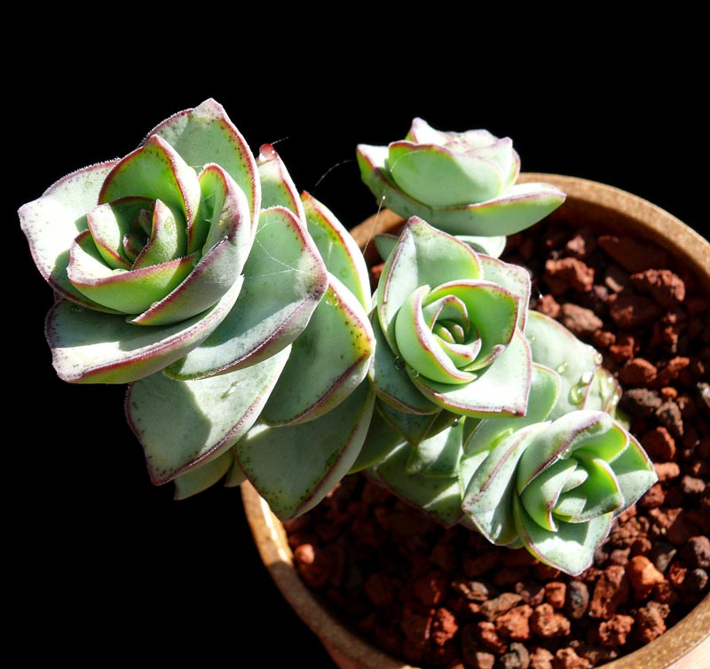 Echeveria Cubic Frost Succulent – Frosty Lavender Rosette Collector Plant