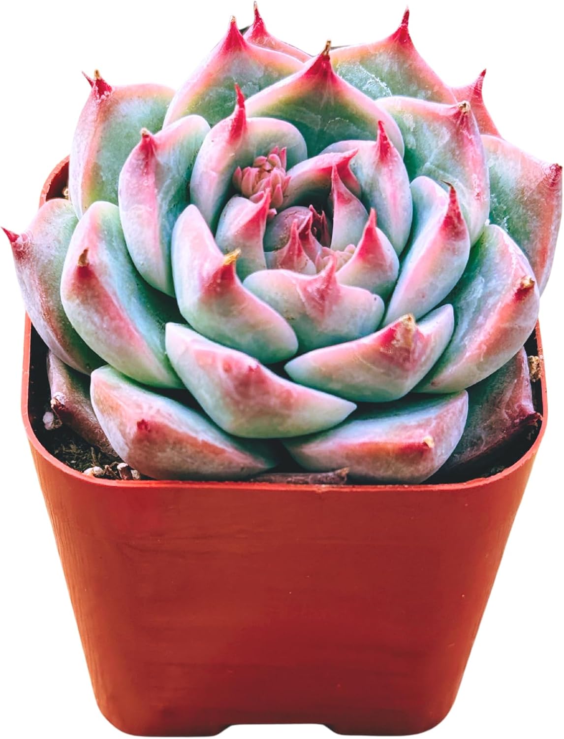 Succulents Plants Live 2inch Live Mini Succulent Plants, Easy Care House Plants Rooted in Succulent Soil Mix, By The Succulent Cult (Crassula Money Maker Variegated, 2 Inch)
