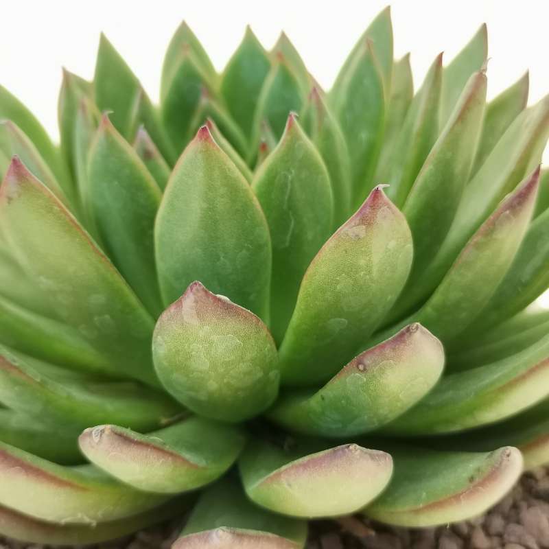 Echeveria Agavoides Dark Green Succulent – Elegant Rosette Plant with Eco Bamboo Pot