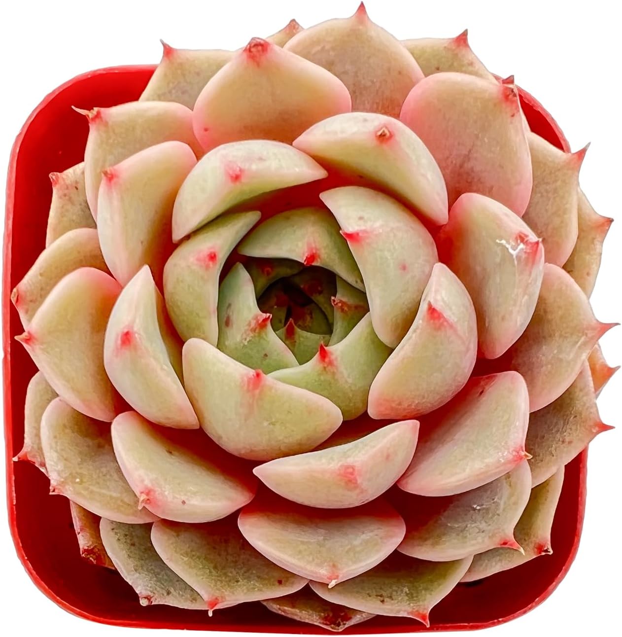 Echeveria Desmetiana Succulent