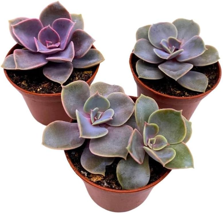 Purple Pearl Echeveria Succulent Collection – Set of 3 Mini Rosette Plants