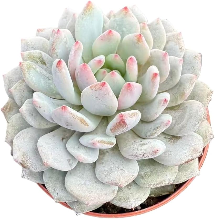 Haworthia Fasciata 'Zebra Cactus' - Easy Care Succulent