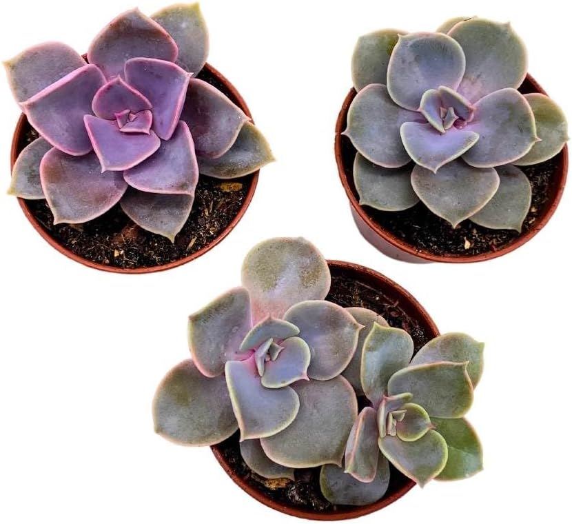 Purple Pearl Echeveria Succulent Collection – Set of 3 Mini Rosette Plants