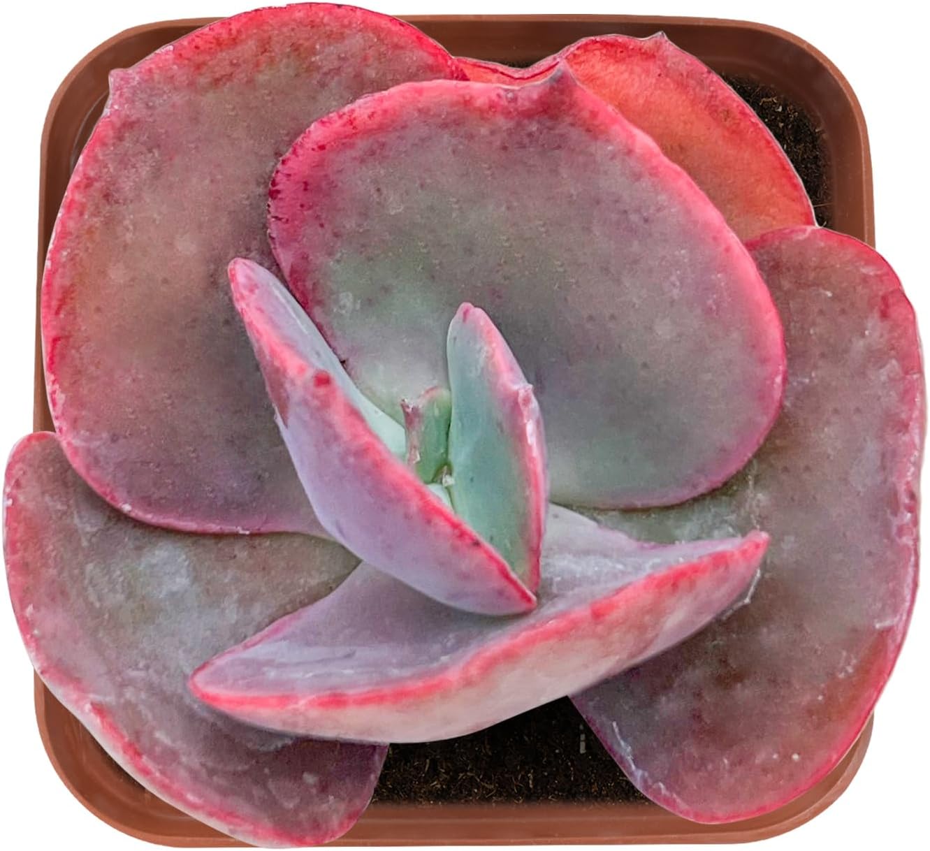 Echeveria Desmetiana Succulent