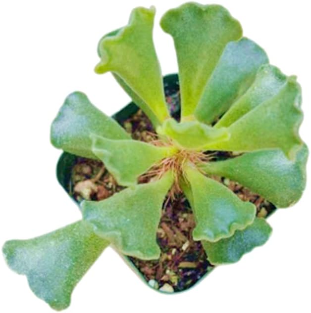 Live Succulent Cactus Plants (2