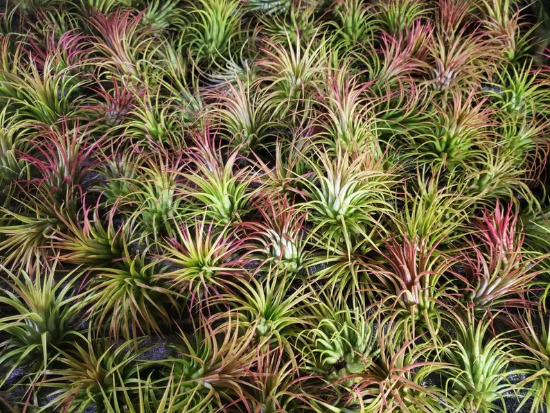 Tillandsia Rubra Air Plan