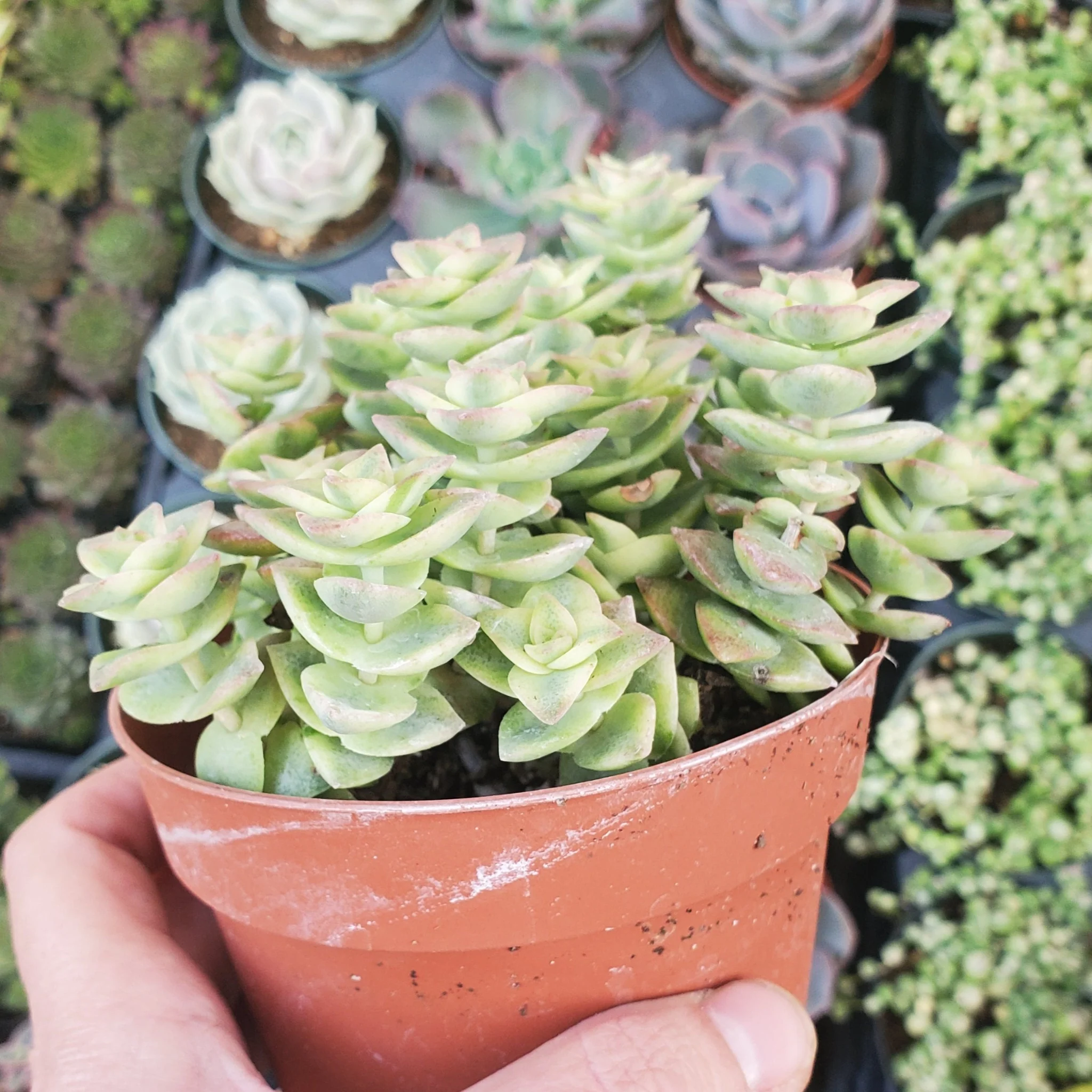 Echeveria Cubic Frost Succulent – Frosty Lavender Rosette Collector Plant