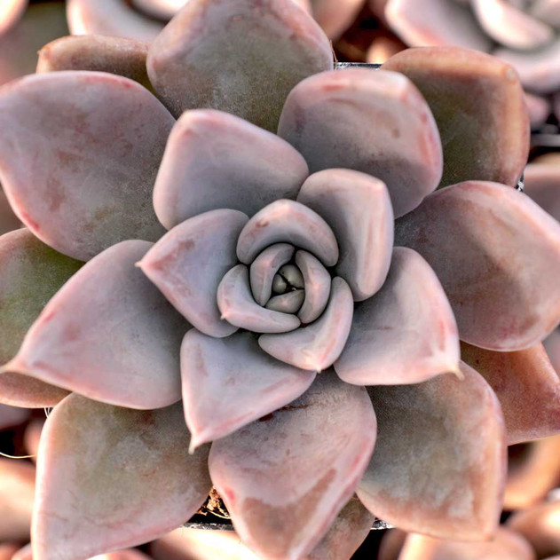 Coppertone Sedum Succulent – Golden Copper Easy-Care Plant