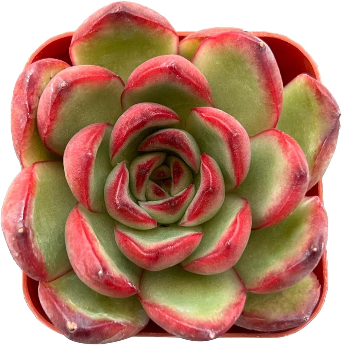 Echeveria Desmetiana Succulent