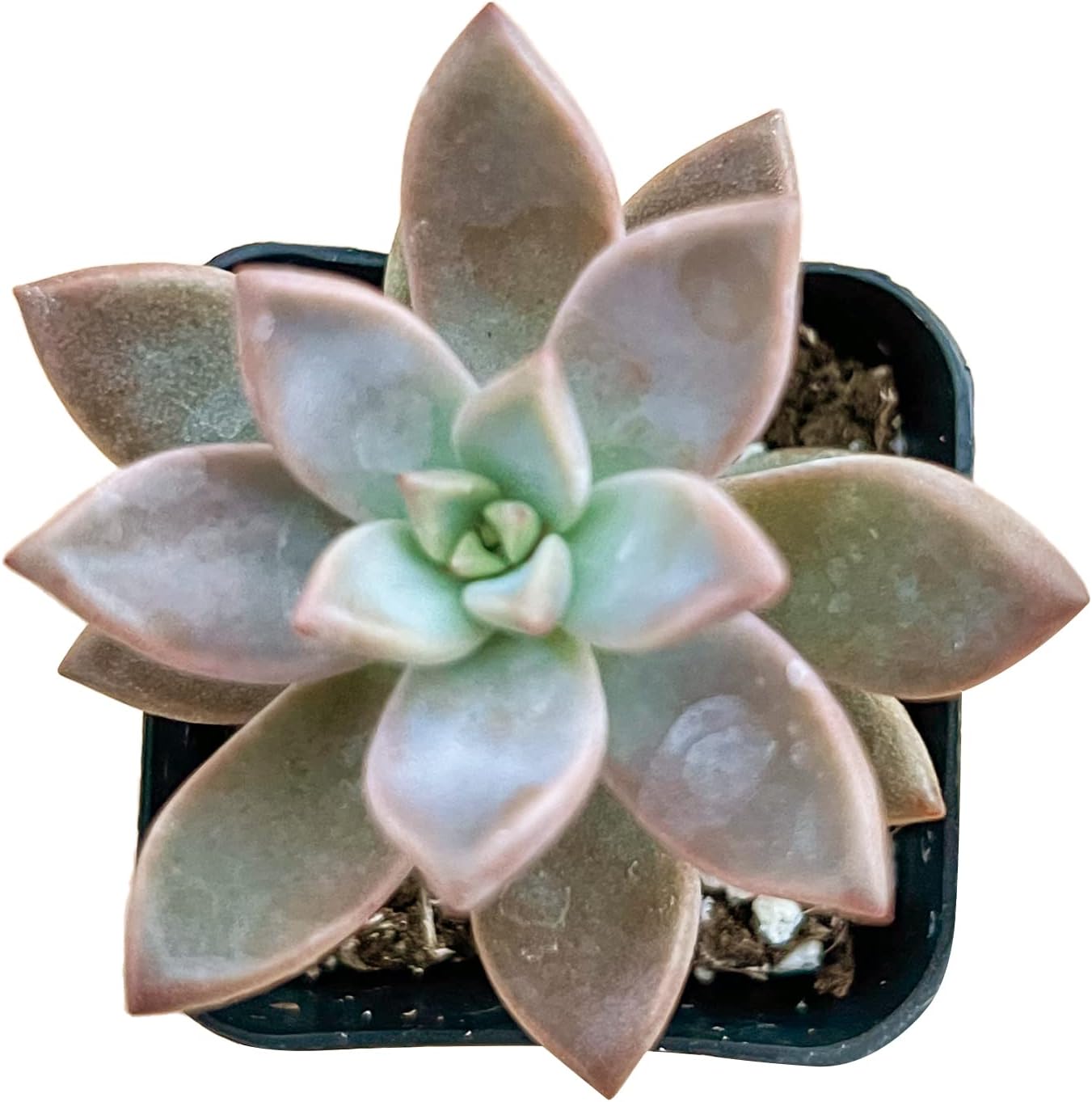 Echeveria Desmetiana Succulent