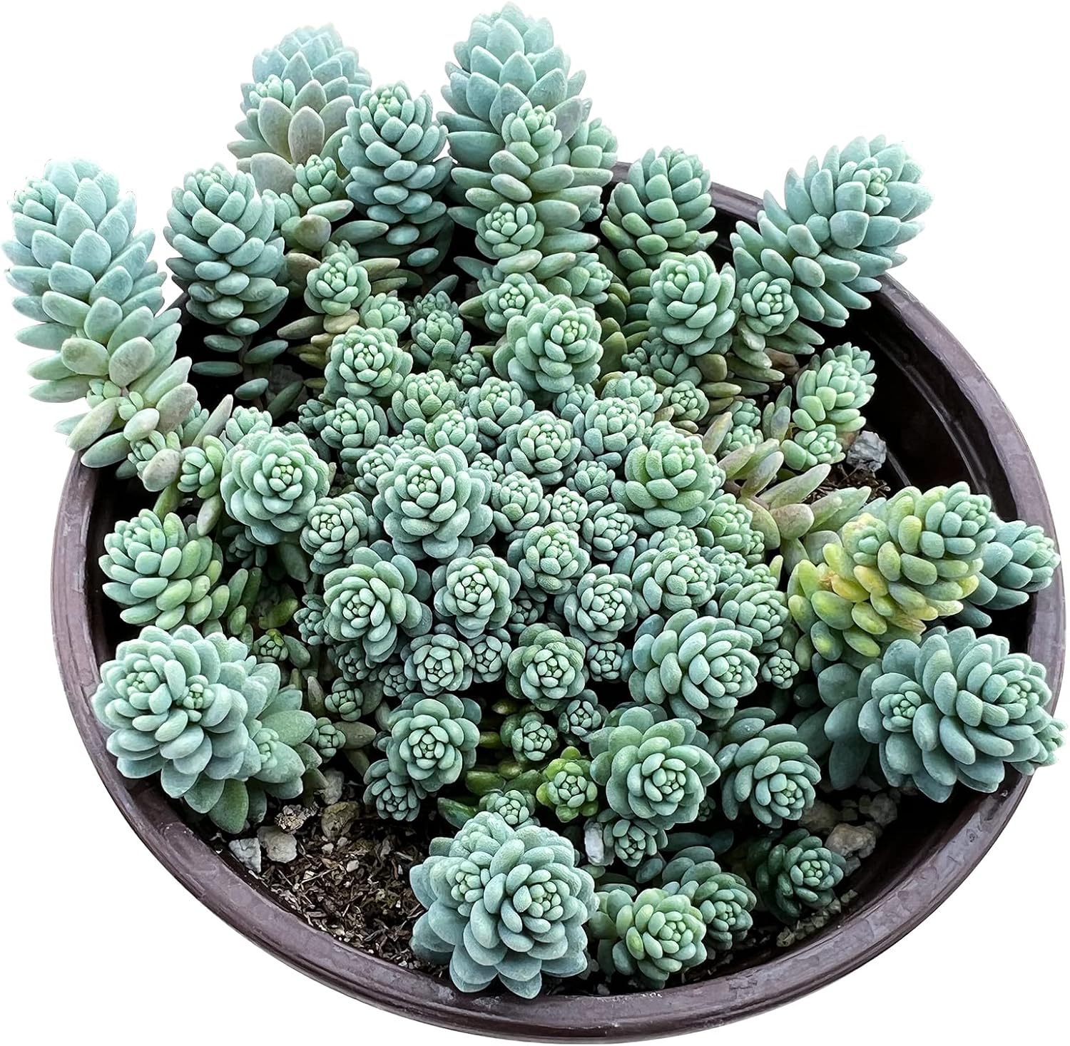 Haworthia Fasciata 'Zebra Cactus' - Easy Care Succulent