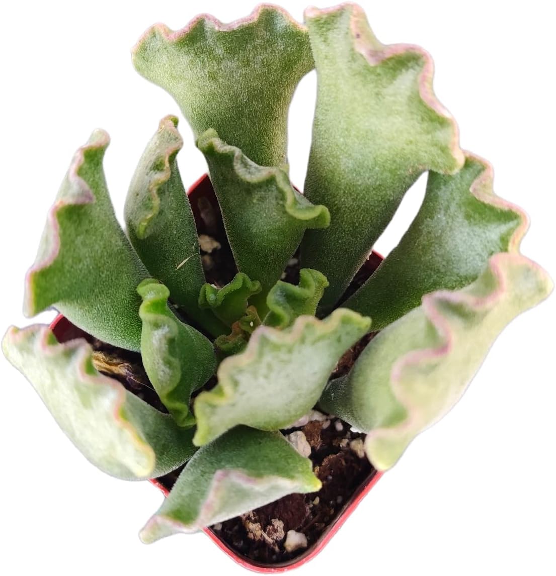 Live Succulent Cactus Plants (2