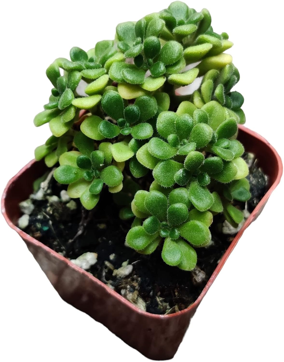 Live Succulent Cactus Plants (2