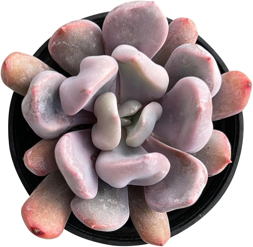Echeveria Desmetiana Succulent