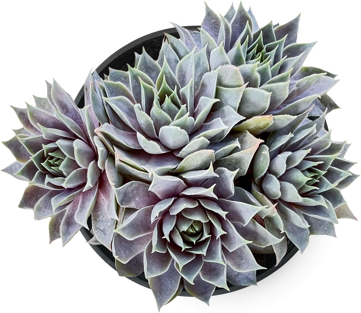 Haworthia Fasciata 'Zebra Cactus' - Easy Care Succulent