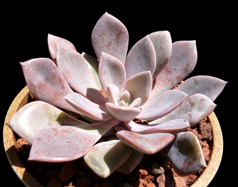 Coppertone Sedum Succulent – Golden Copper Easy-Care Plant