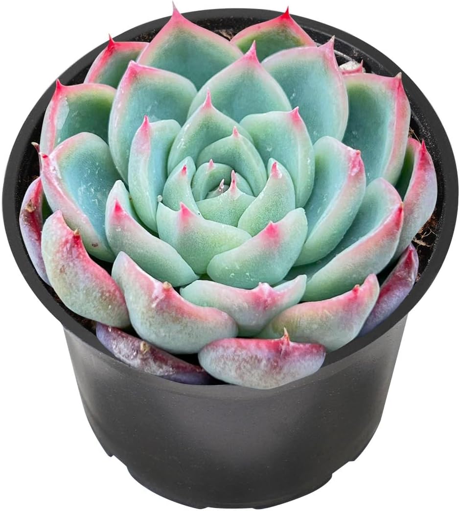 Echeveria Desmetiana Succulent