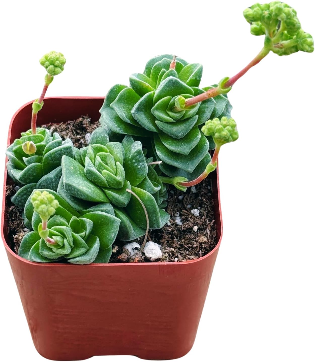 Succulents Plants Live 2inch Live Mini Succulent Plants, Easy Care House Plants Rooted in Succulent Soil Mix, By The Succulent Cult (Crassula Money Maker Variegated, 2 Inch)
