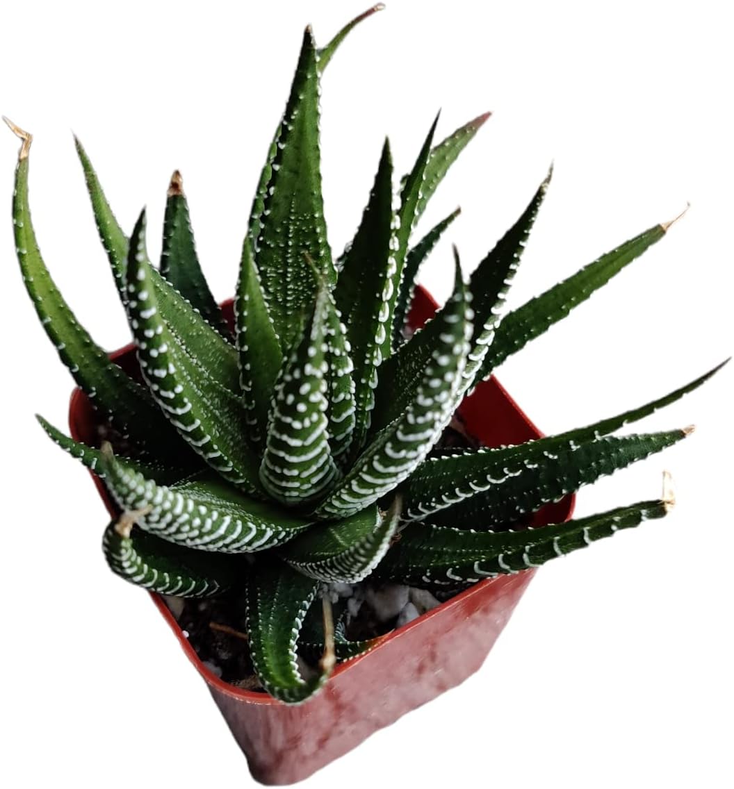 Live Succulent Cactus Plants (2