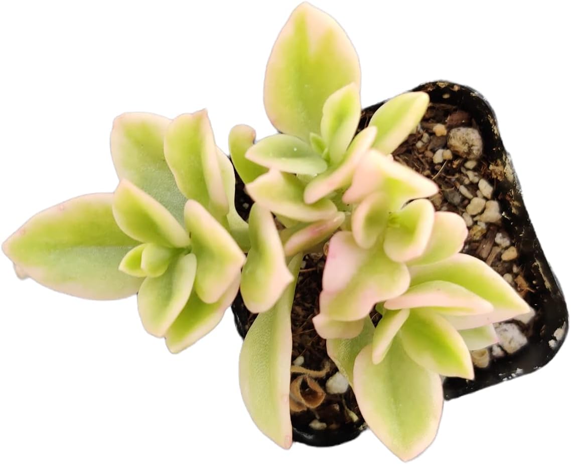 Live Succulent Cactus Plants (2