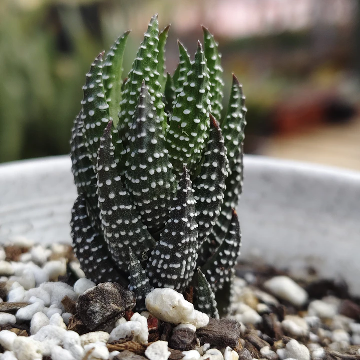 African Pearl Haworthia – Rare Textured Succulent Plant