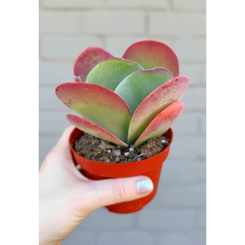 Kalanchoe Luciae Paddle Plant – Bold Architectural Succulent