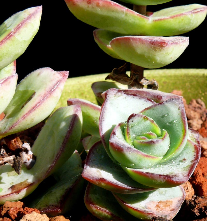 Echeveria Cubic Frost Succulent – Frosty Lavender Rosette Collector Plant