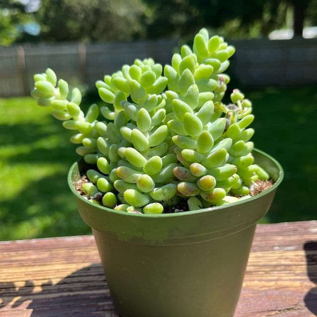 Donkey Tail Succulent Plant – Easy-Care Trailing Indoor Plant 2PCS