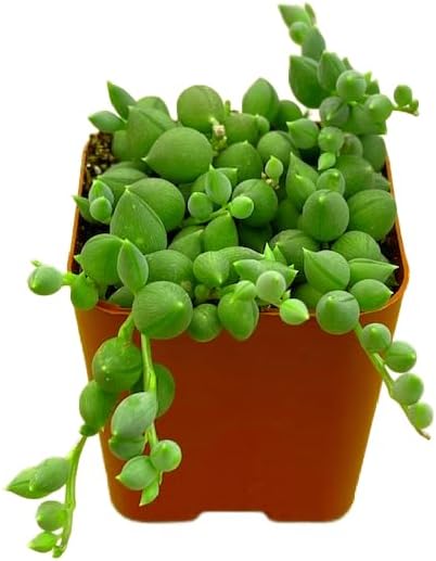 Succulents Plants Live 2inch Live Mini Succulent Plants, Easy Care House Plants Rooted in Succulent Soil Mix, By The Succulent Cult (Crassula Money Maker Variegated, 2 Inch)
