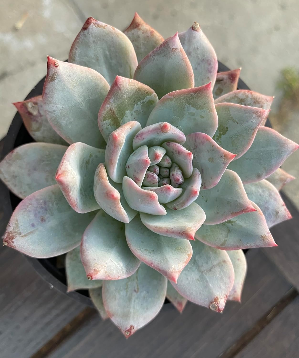 Echeveria 'Blue Bird' Succulent