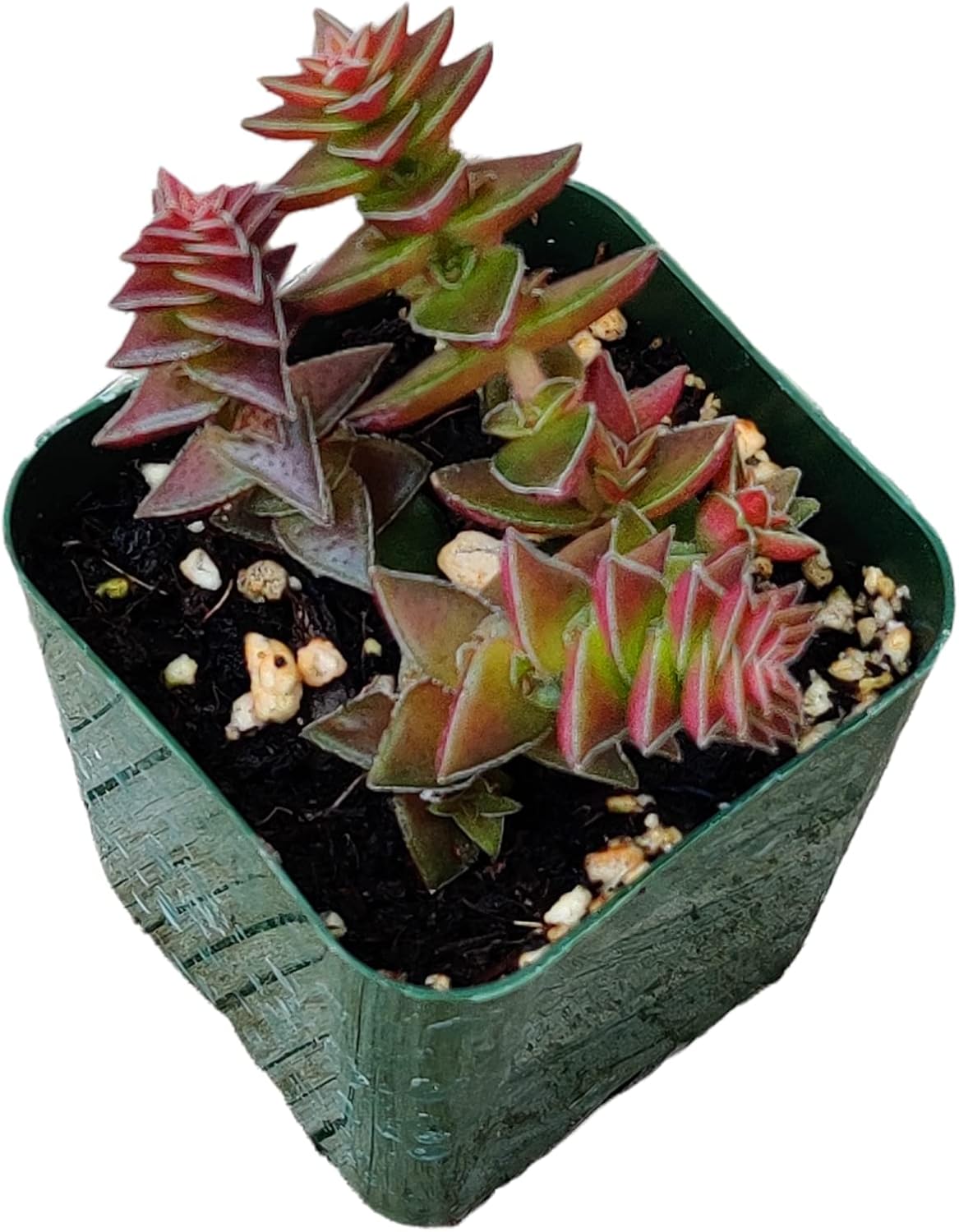 Live Succulent Cactus Plants (2