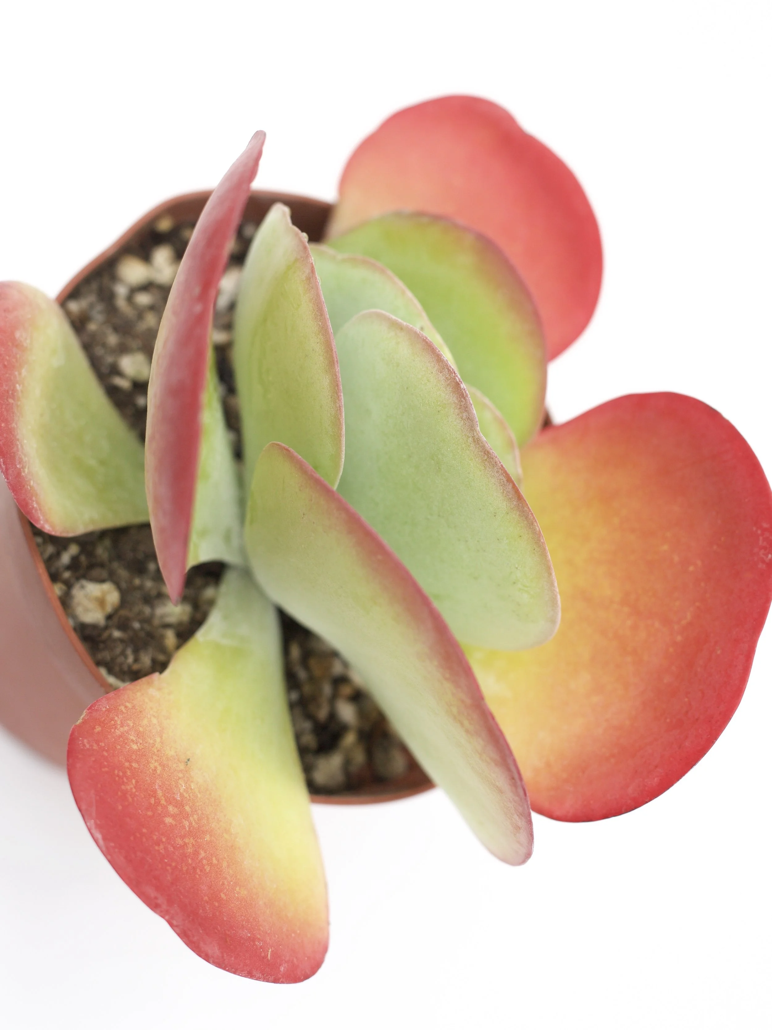 Kalanchoe Luciae Paddle Plant – Bold Architectural Succulent