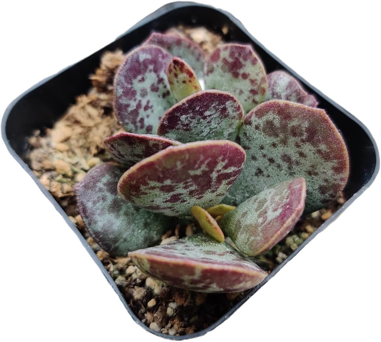 Live Succulent Cactus Plants (2