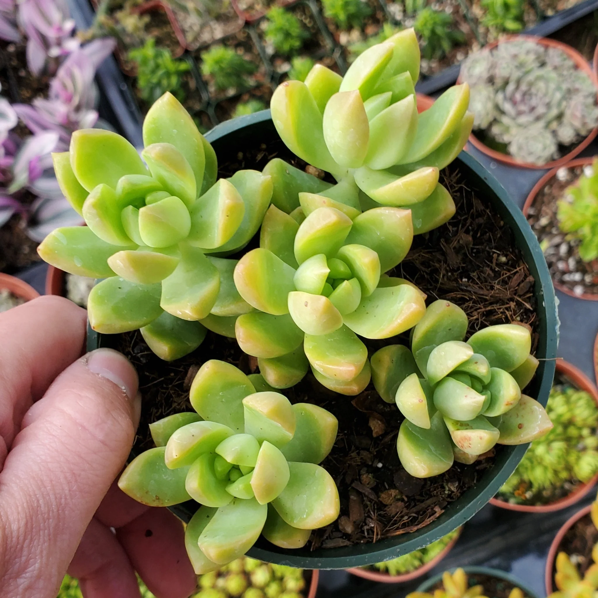 Golden Glow Sedum Succulent – Vibrant Golden Indoor Plant