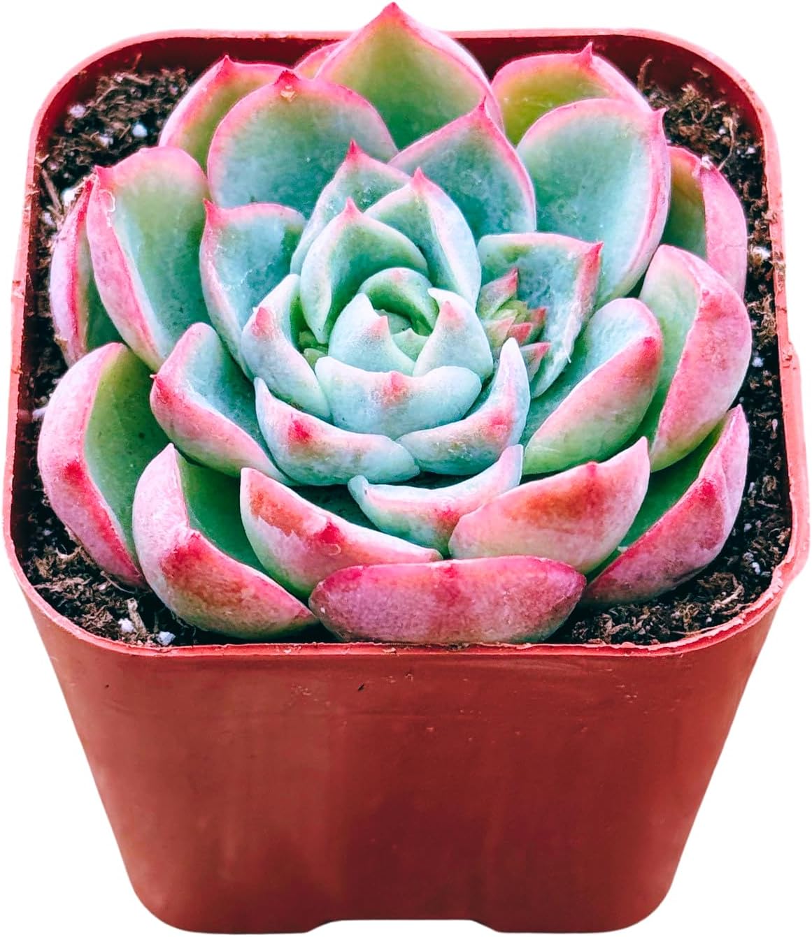 Succulents Plants Live 2inch Live Mini Succulent Plants, Easy Care House Plants Rooted in Succulent Soil Mix, By The Succulent Cult (Crassula Money Maker Variegated, 2 Inch)