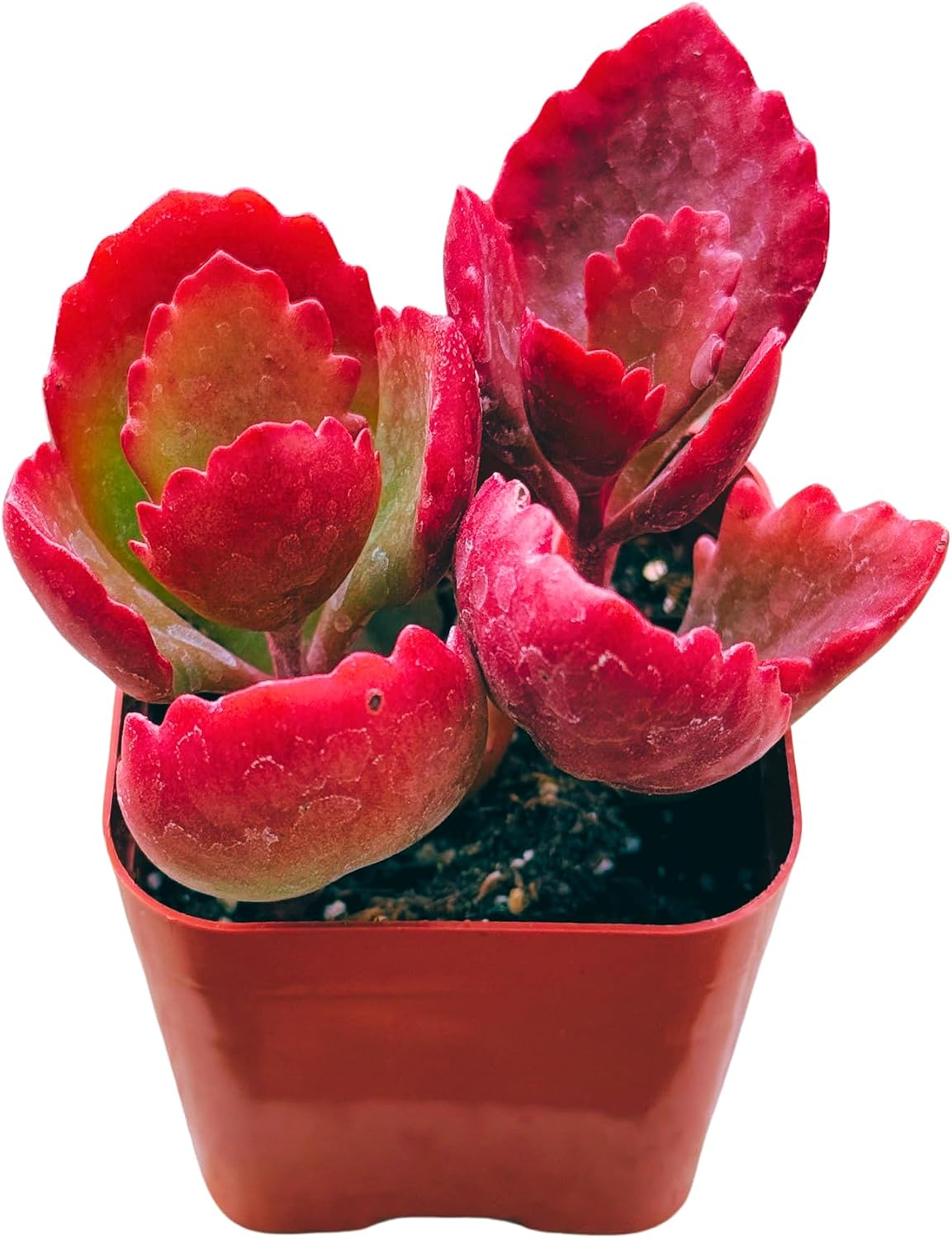 Succulents Plants Live 2inch Live Mini Succulent Plants, Easy Care House Plants Rooted in Succulent Soil Mix, By The Succulent Cult (Crassula Money Maker Variegated, 2 Inch)