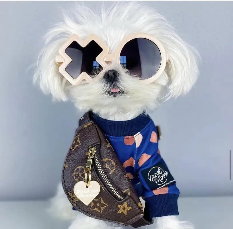 Pet Backpacks Supplies