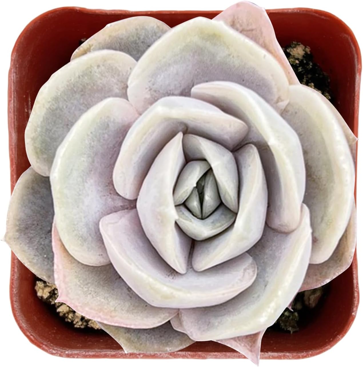 Echeveria Desmetiana Succulent