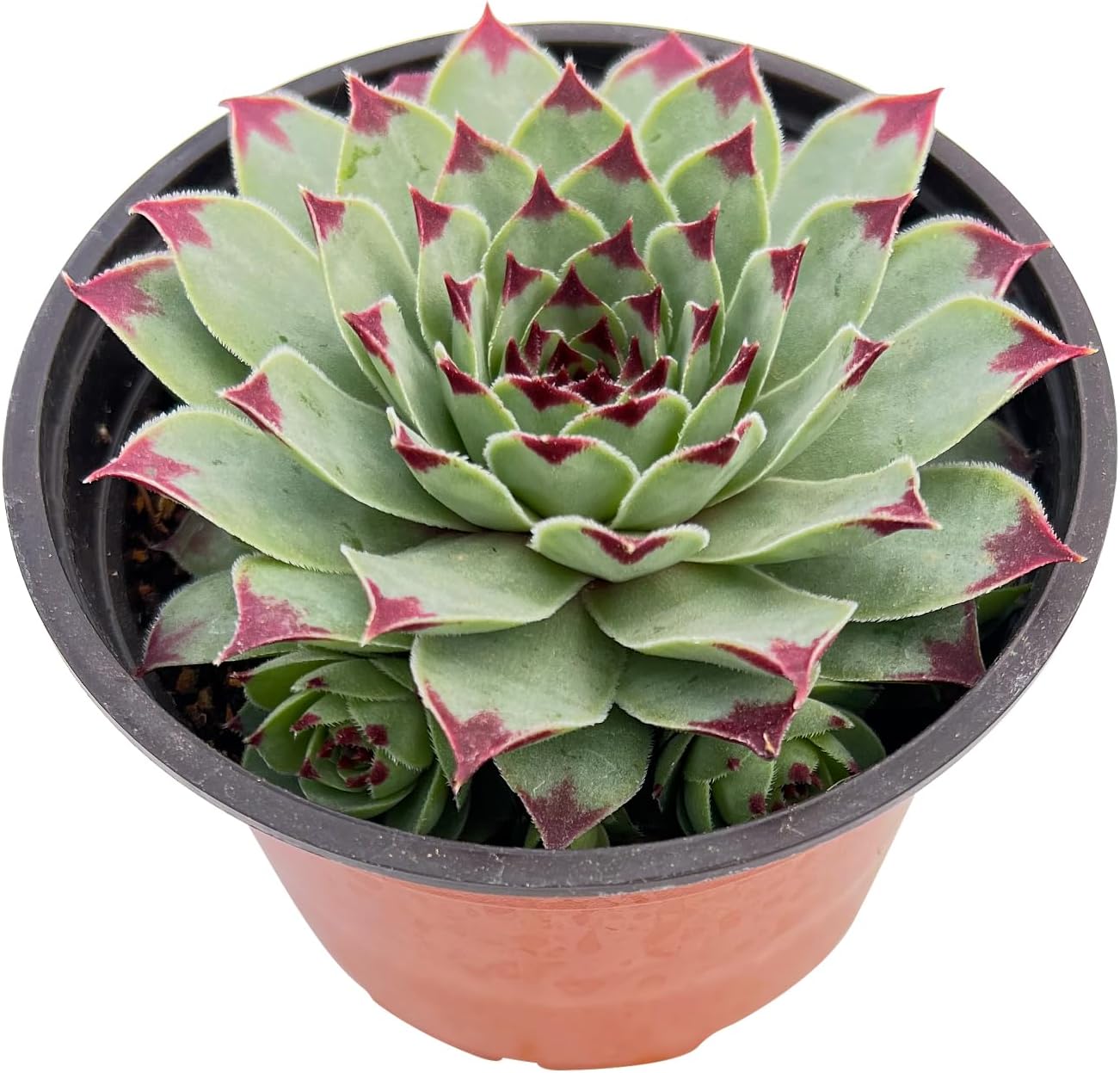 Haworthia Fasciata 'Zebra Cactus' - Easy Care Succulent