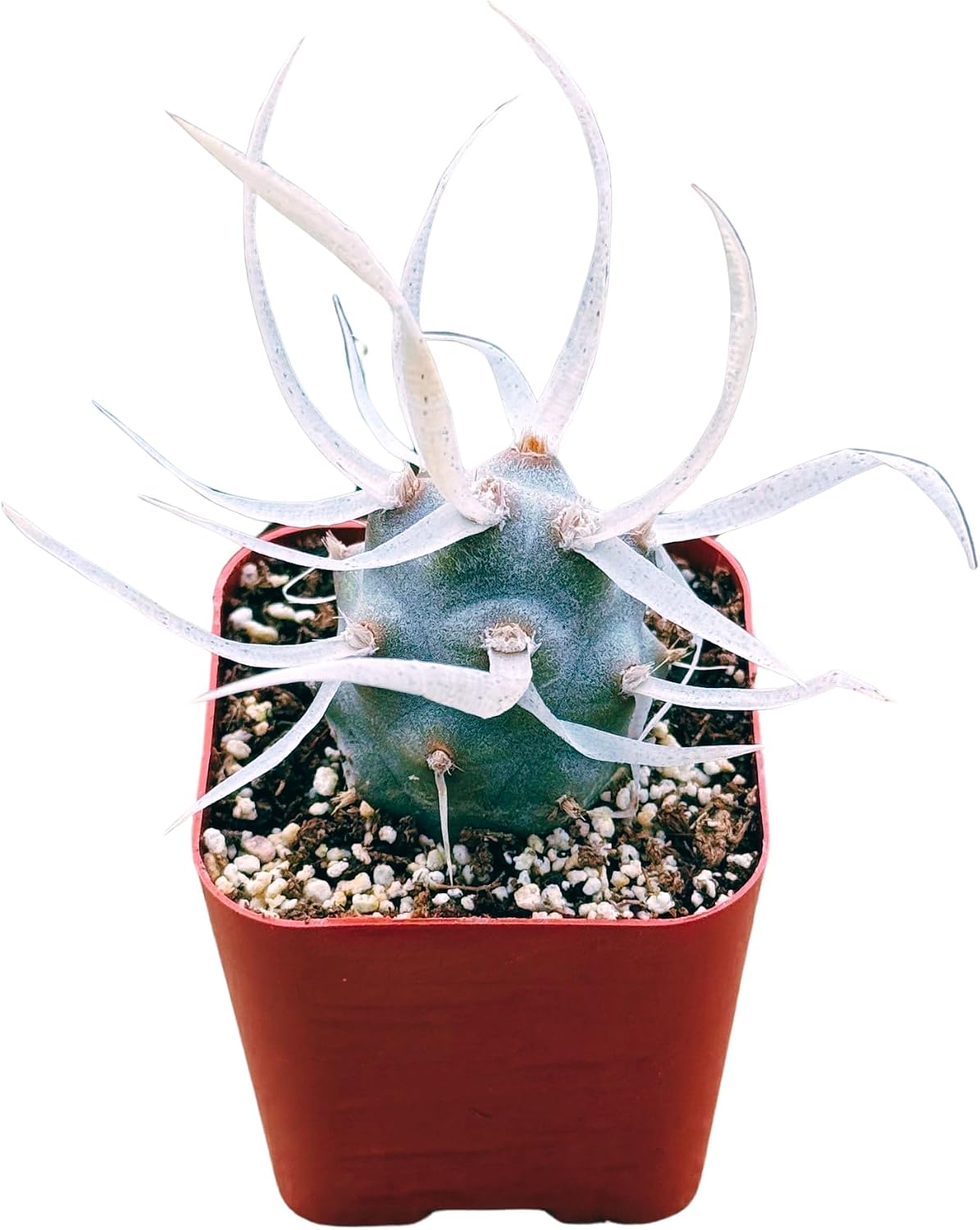 Succulents Plants Live 2inch Live Mini Succulent Plants, Easy Care House Plants Rooted in Succulent Soil Mix, By The Succulent Cult (Crassula Money Maker Variegated, 2 Inch)