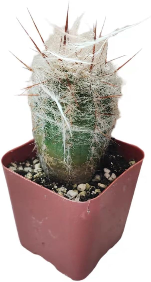 Live Succulent Cactus Plants (2