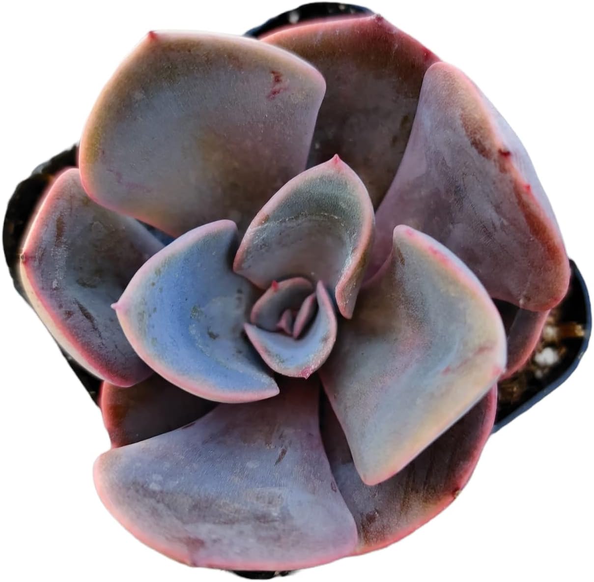 Live Succulent Cactus Plants (2