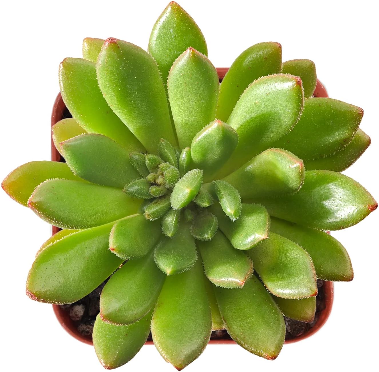 Sprout N Green Echeveria 'Gold Quartz', Live Succulent Plant Fully Rooted in 2
