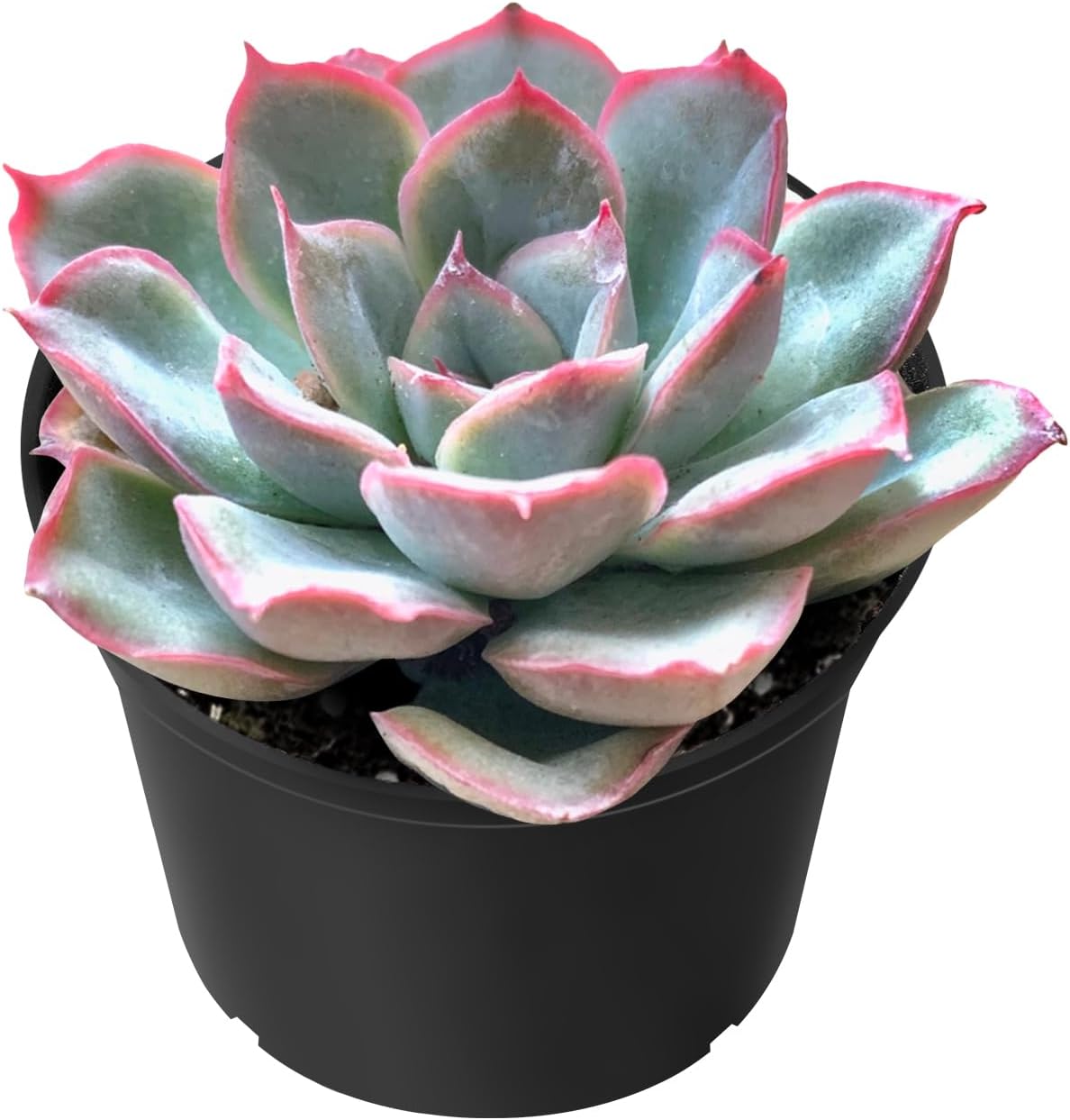 Echeveria Desmetiana Succulent